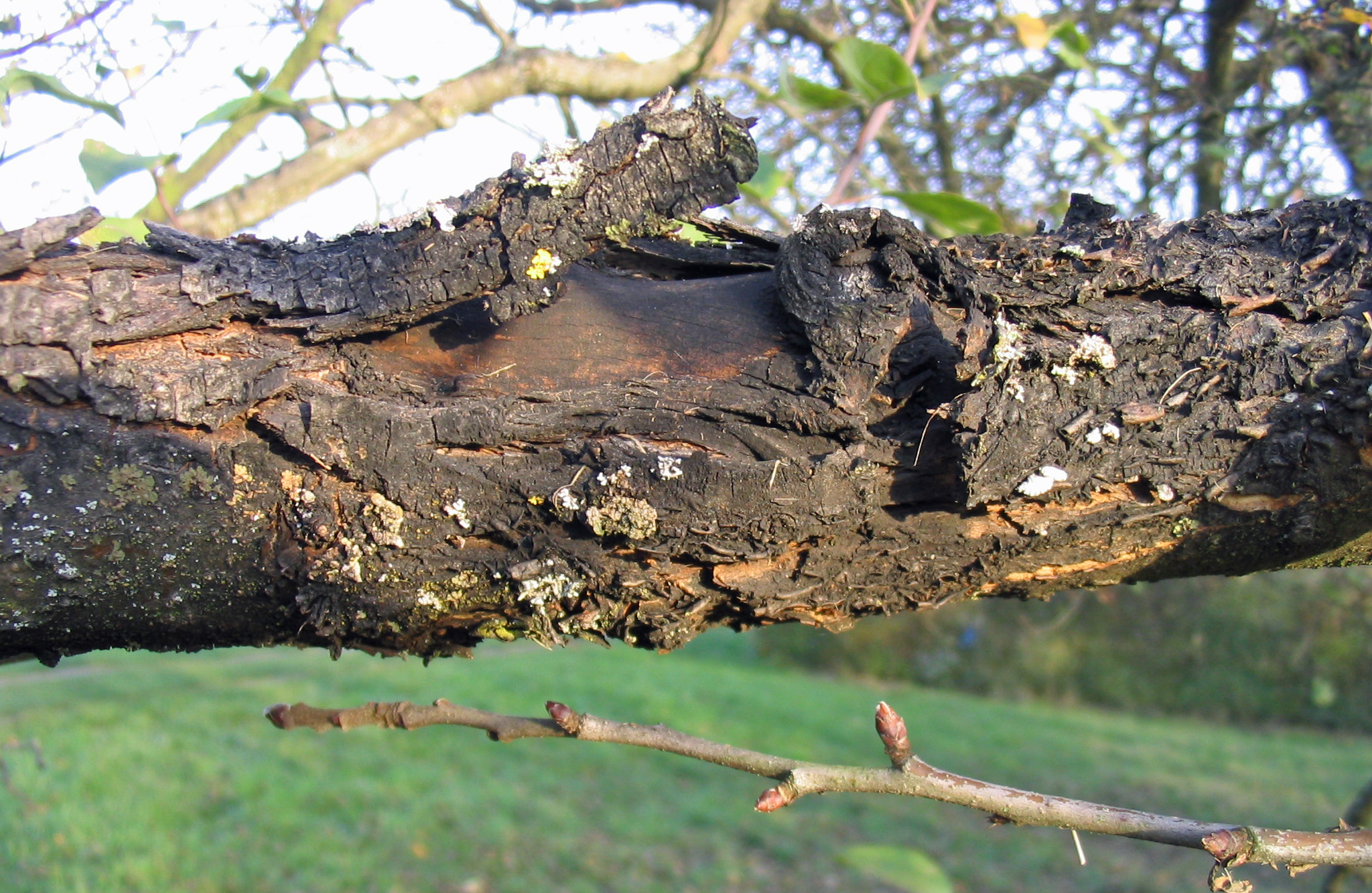 Schwarzer Rindenbrand