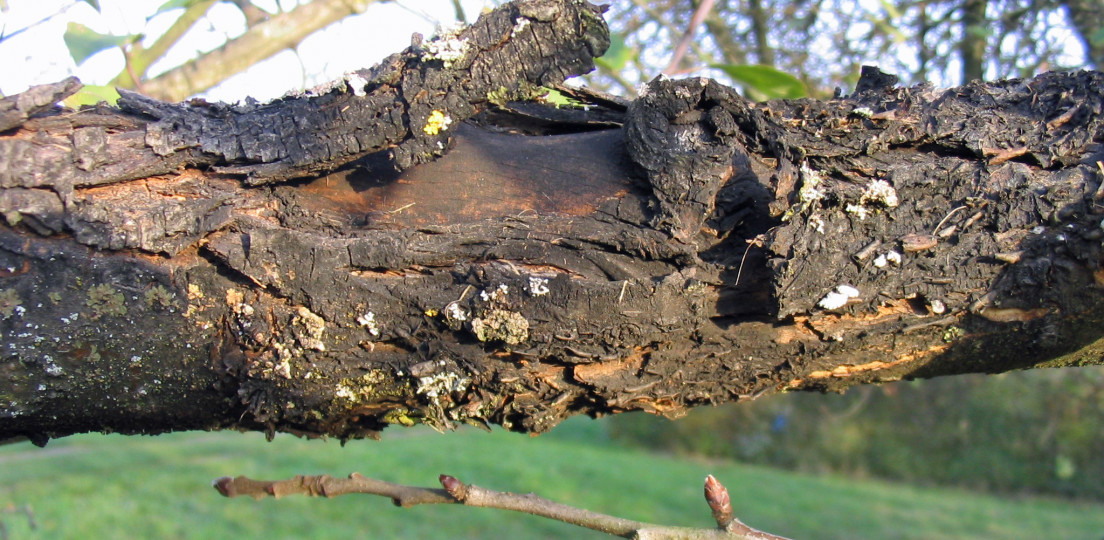 Vortrag - Schwarzer Rindenbrand und andere Rindenkrankheiten 